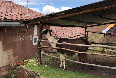 Anticorps de lama : nos chercheurs participent au combat contre le Covid-19